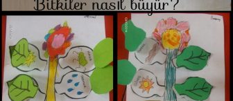 Bitkilerin ihtiyaçları