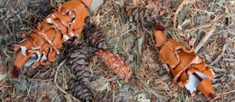 Yumurta kutusundan kozalak