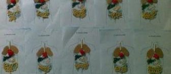 İç organlarımız.. tamamen yaratıcılık