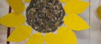 Minik ellerden ayçiçeği