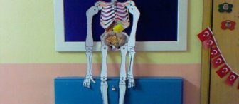 Dev iskelet ve iç organlarımız