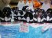 Penguenler
