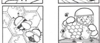 Zeytinyağı,Süt,Yumurta,Bal,Domates Oluşum Aşamaları