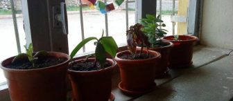 çiçek yetiştiriyoruz…