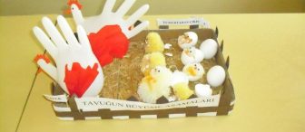 TAVUĞUN BÜYÜME AŞAMALARI :)