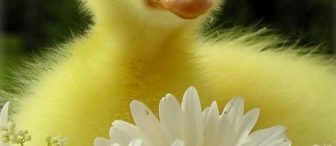 Ördek dansı “The Chicken Dance”