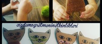 Karton kedi yavruları