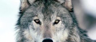 okul öncesi eğitimde orff eğitimi ile ”kurt baba oyunu”